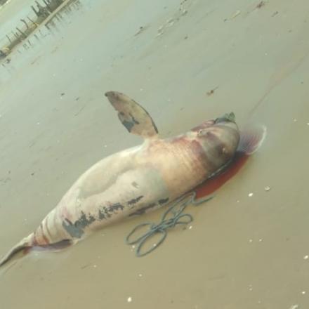 Lumba-Lumba Ditemukan Mati Terdampar di Pantai  Nyamplung Indah Desa Tritunggal 